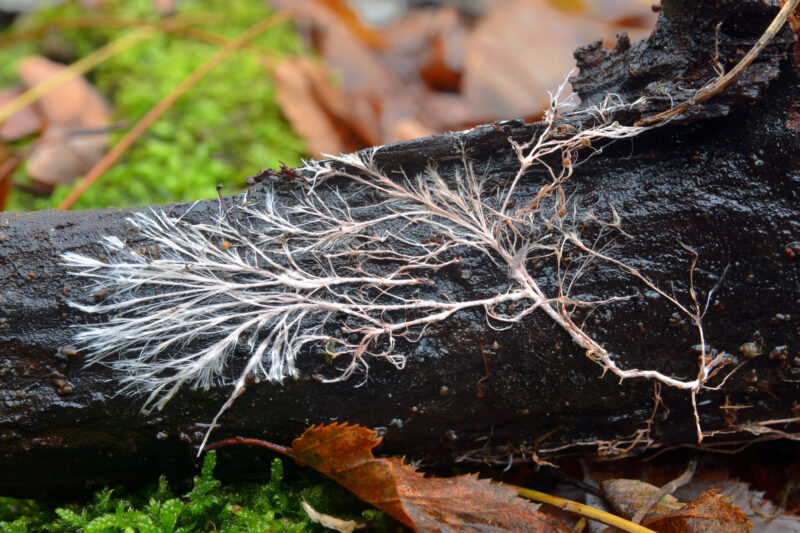 mycelium